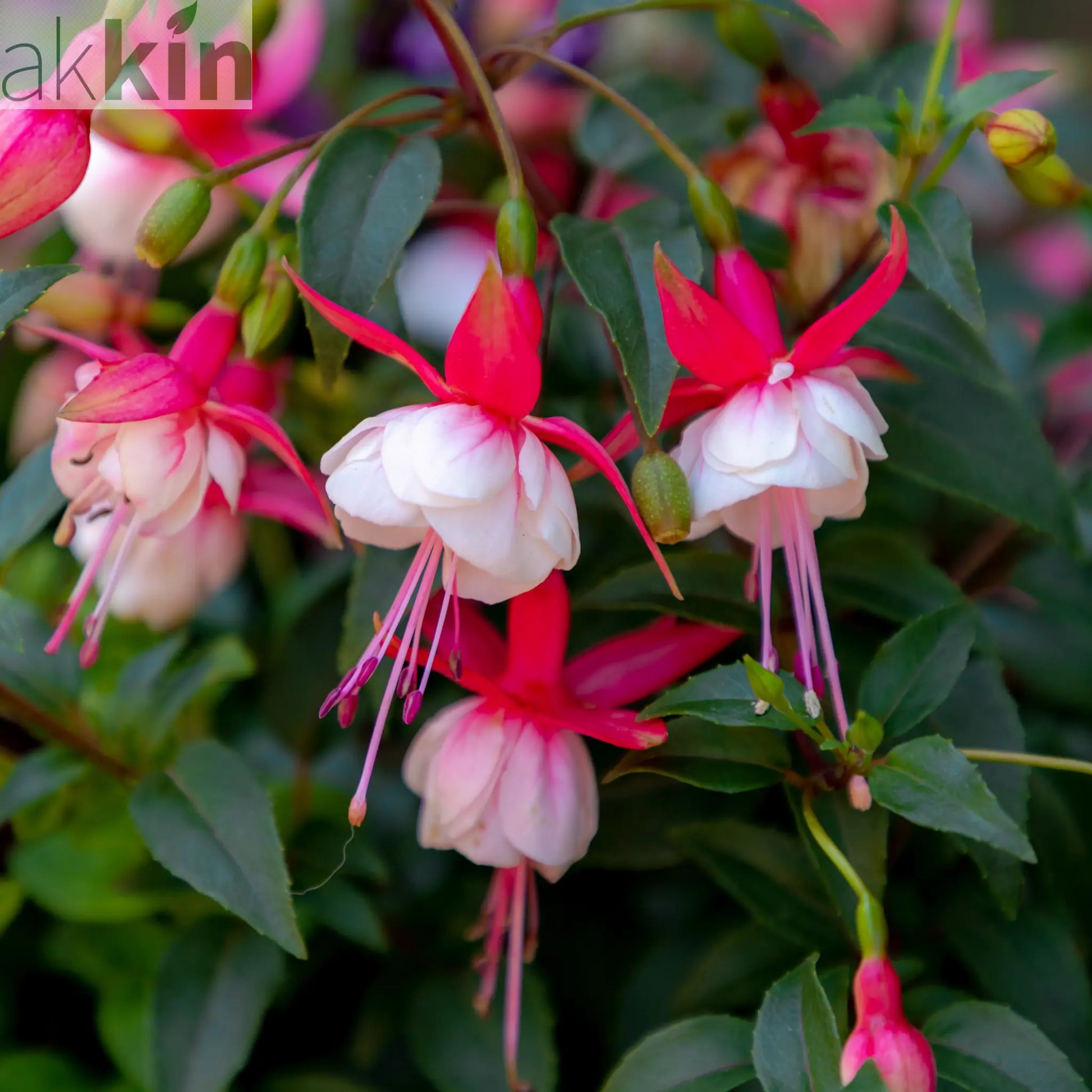 3 x Mixed Hardy Fuchsia 9cm One Click Plants