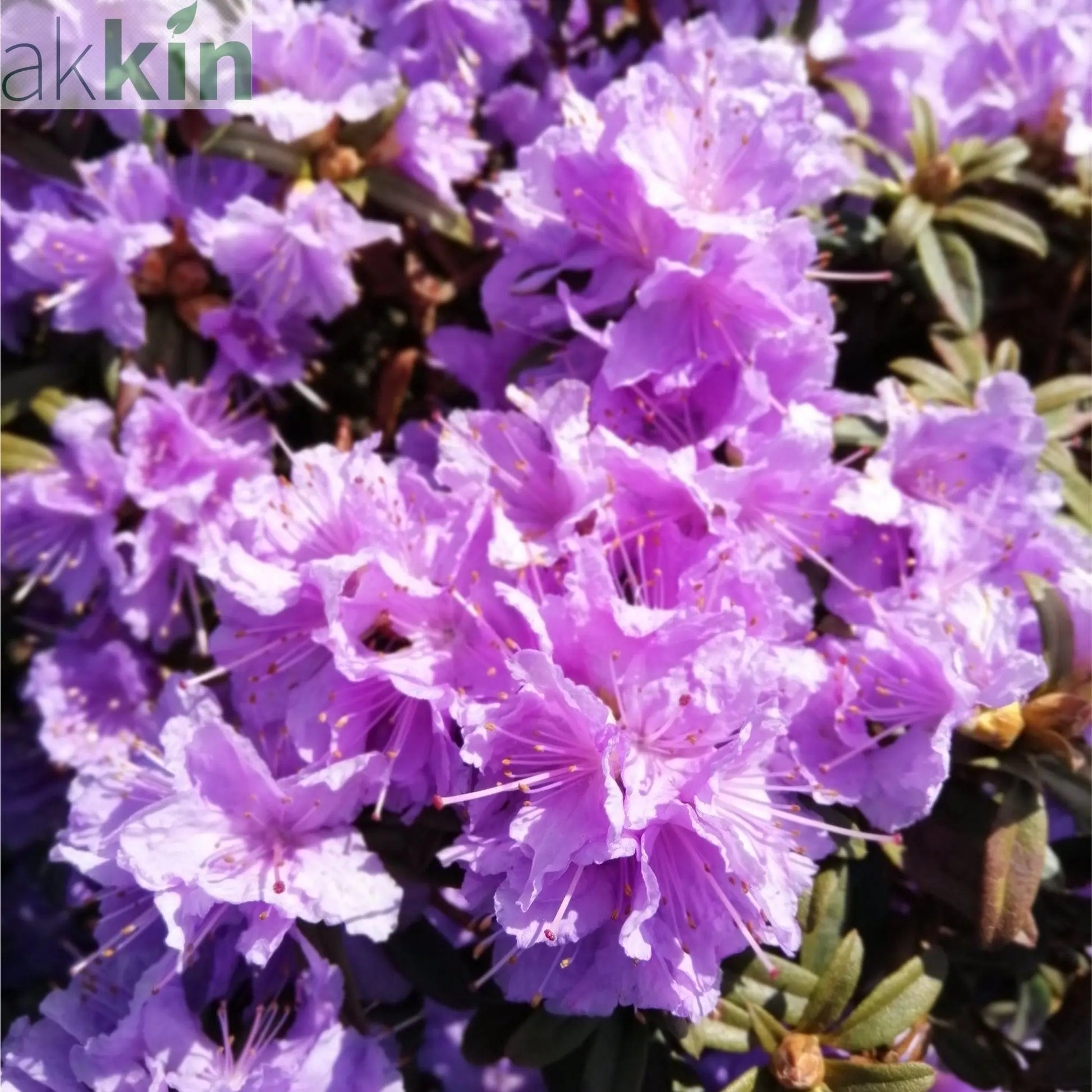 Rhododendron 'Azurika' 2L One Click Plants