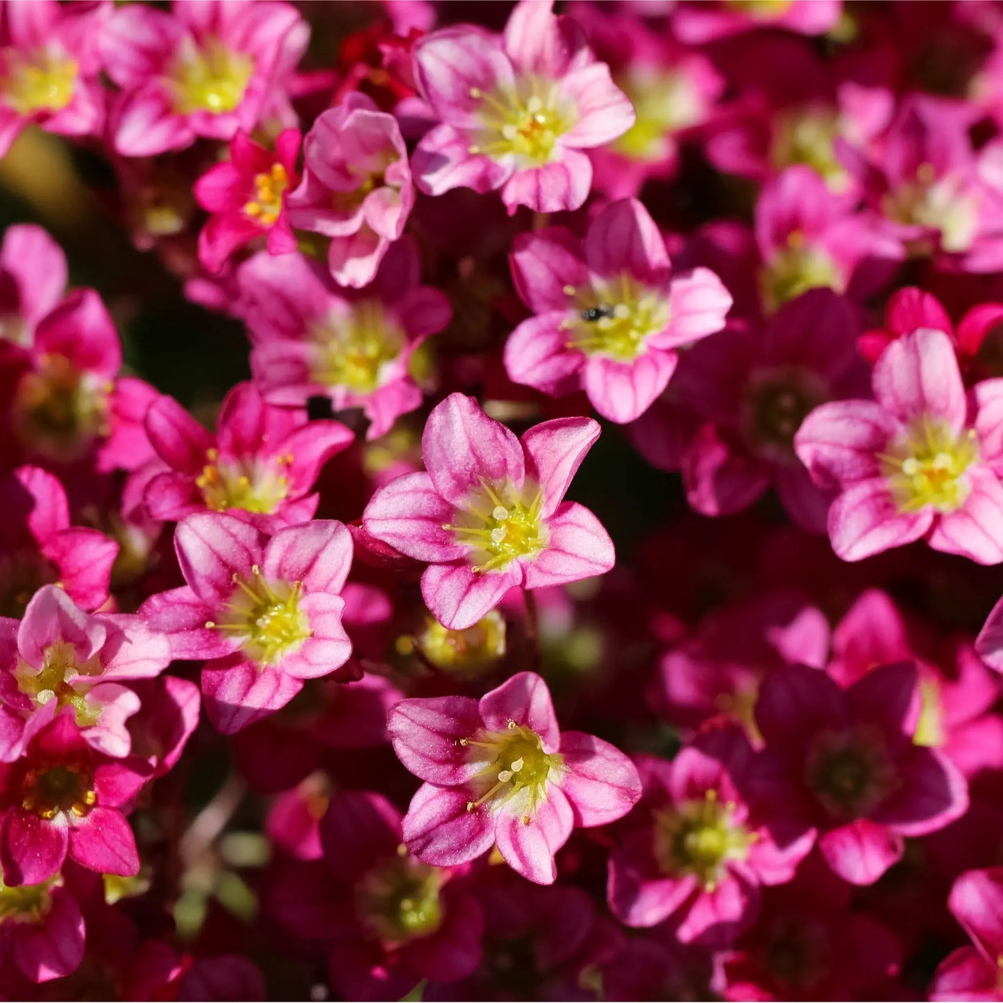 Saxifraga 'Pixie Rose' 2L One Click Plants