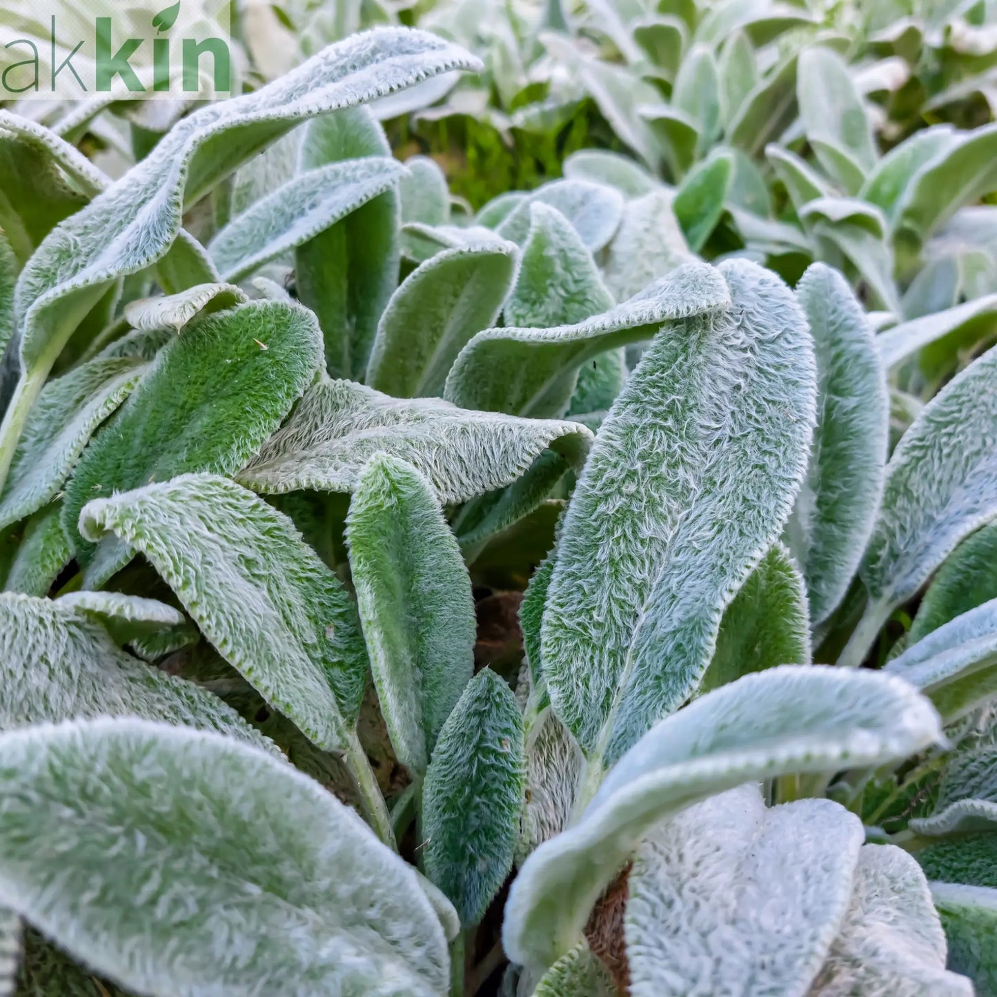 Stachys lanata 9cm / 2L One Click Plants