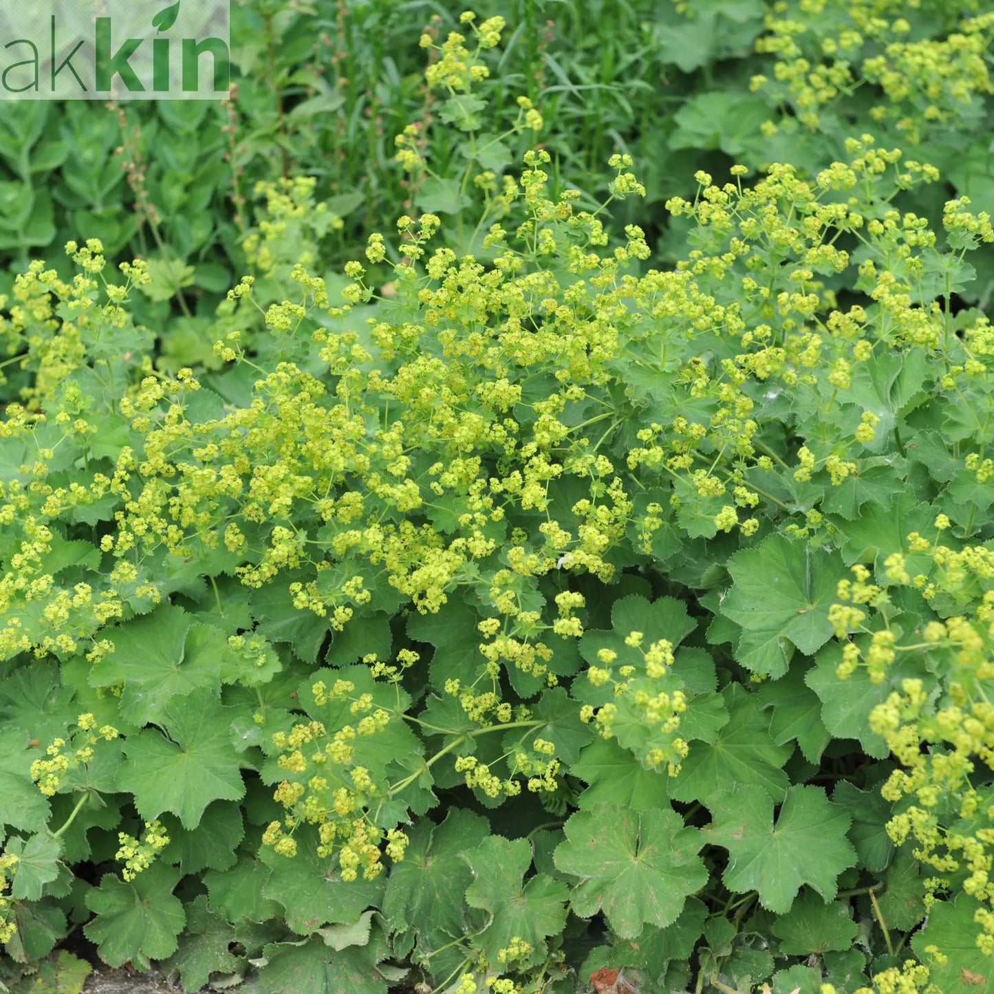 Alchemilla mollis 9cm One Click Plants