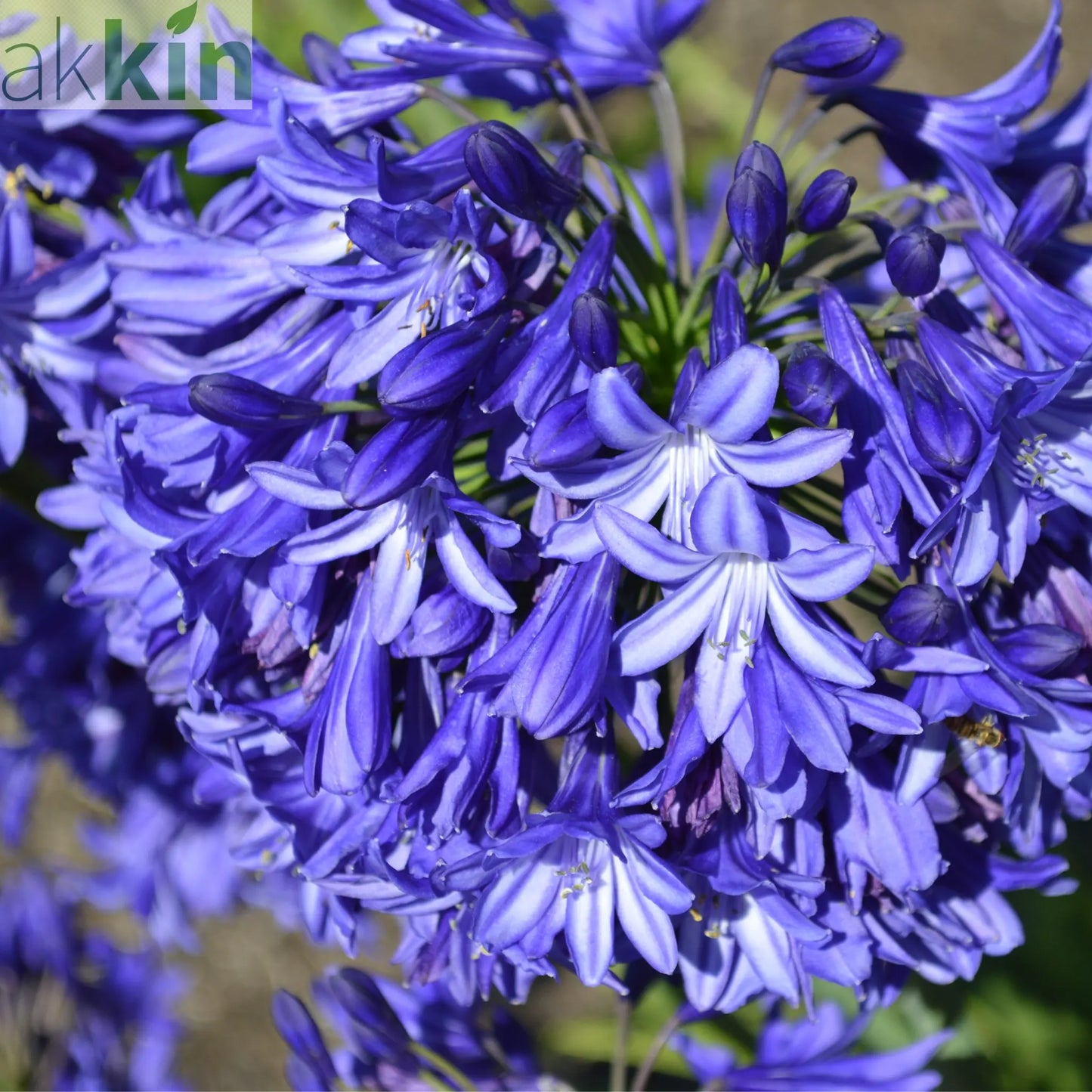 Agapanthus 'Blue Thunder' 2L One Click Plants