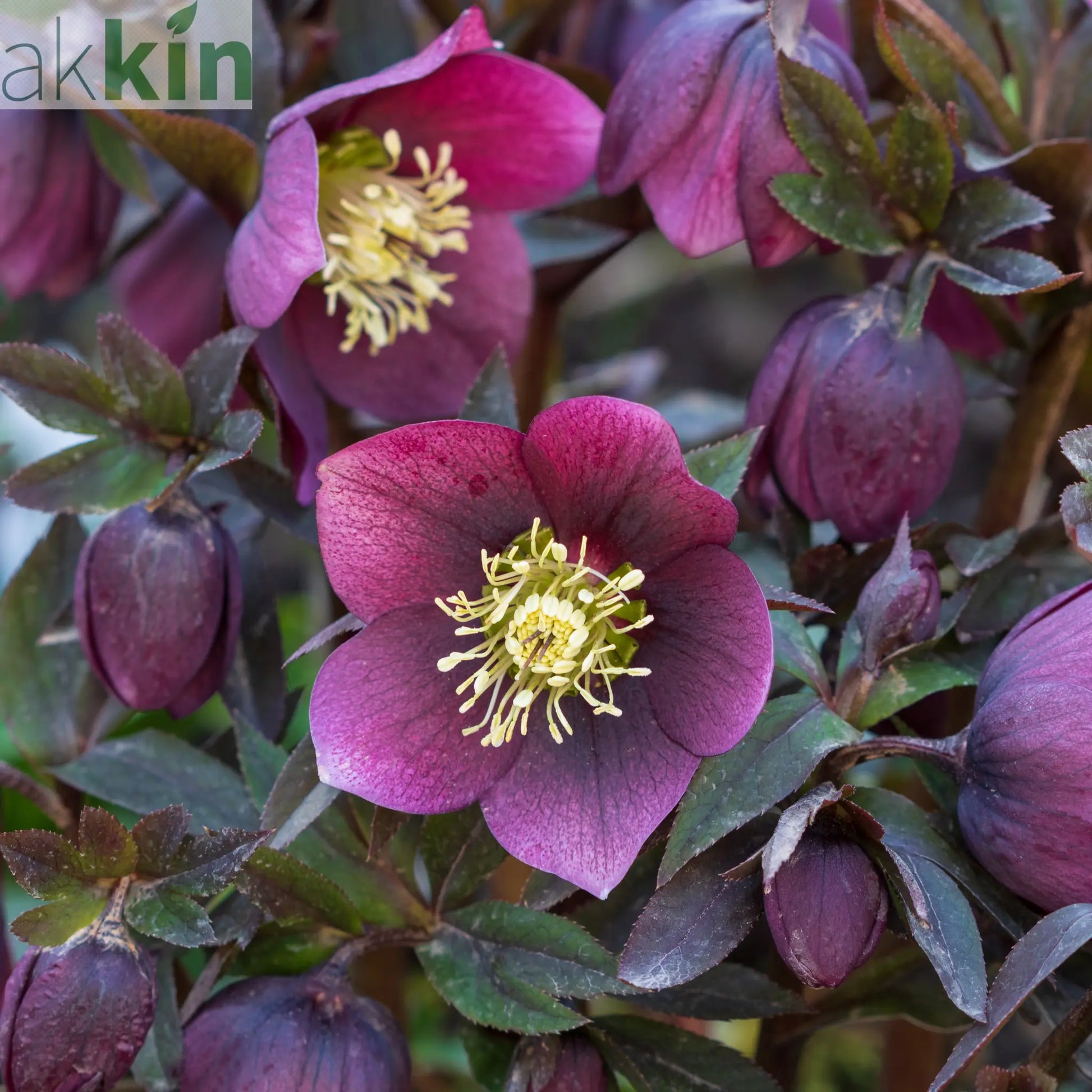 Mix of 3 Helleborus / Hellebore (3 x 9cm Pots) One Click Plants