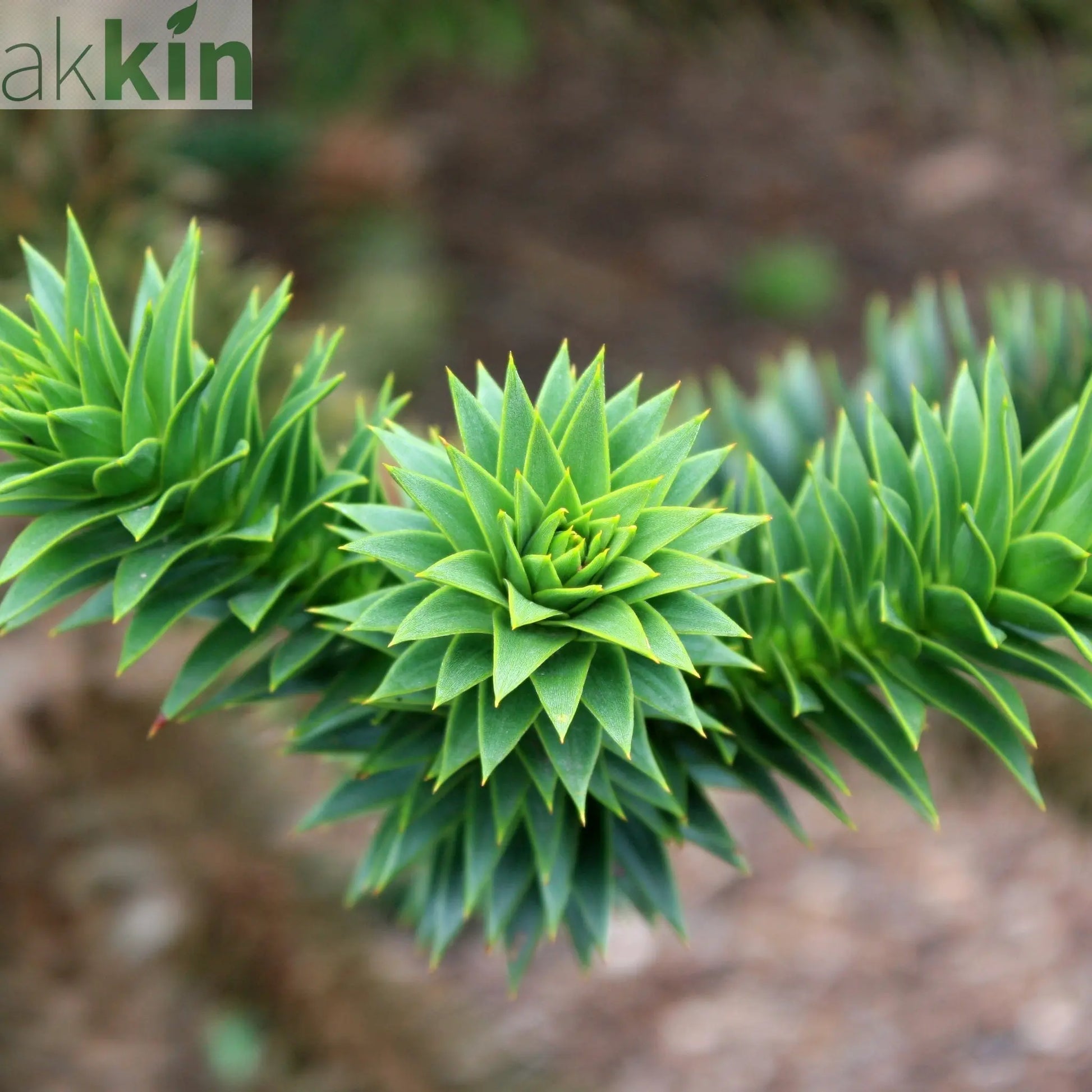 Araucaria Araucana | Monkey Puzzle Tree One Click Plants