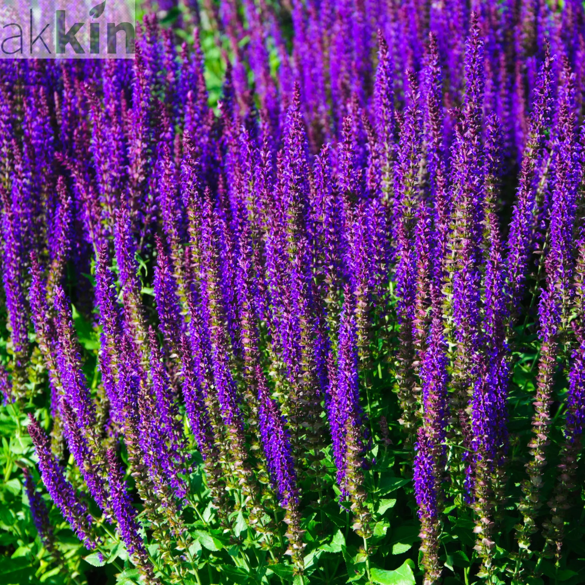 Salvia nemorasa 'Caradonna' 9cm / 2L One Click Plants