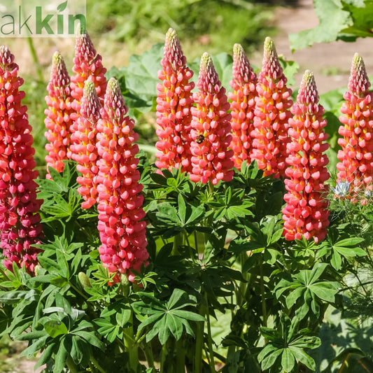 Lupin | Gallery Red | 9cm Pot One Click Plants