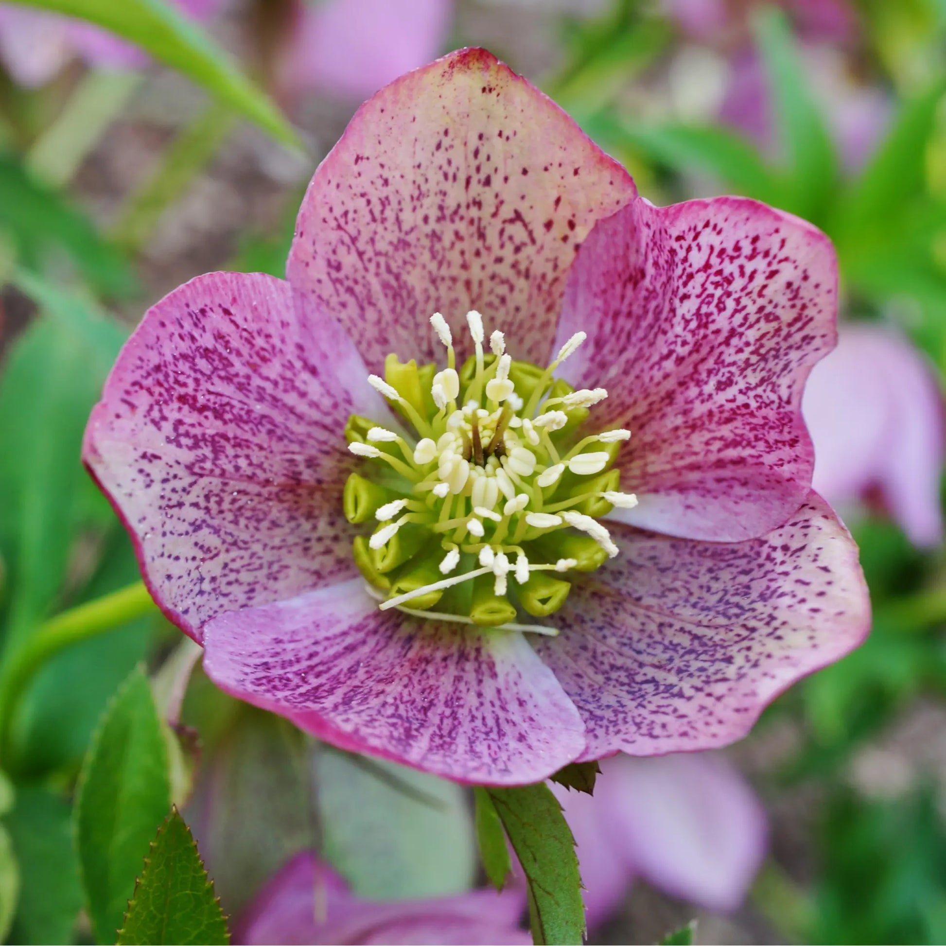 Mix of 3 Helleborus / Hellebore (3 x 9cm Pots) One Click Plants