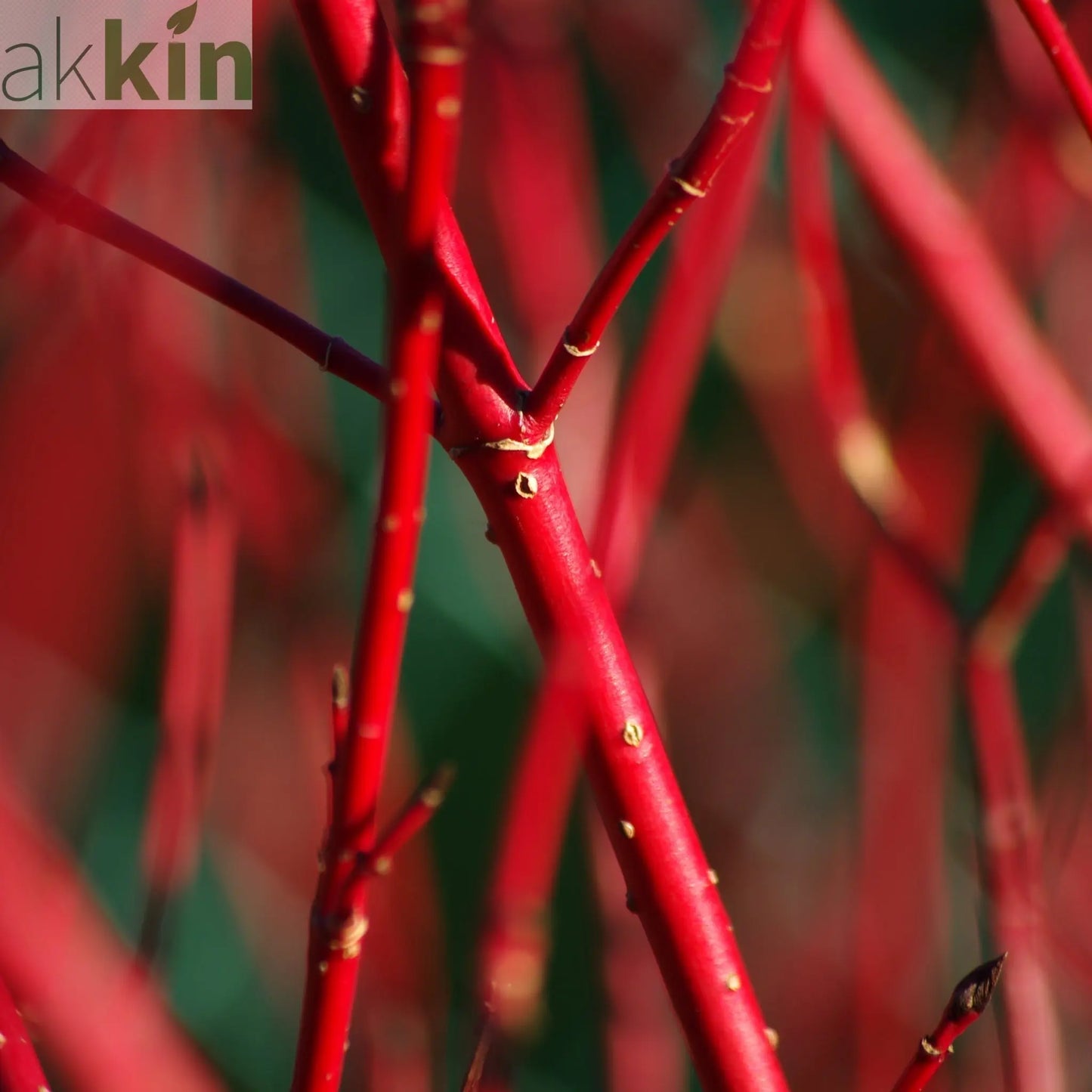Cornus 'Sibrica' (Siberian Dogwood) 2L One Click Plants