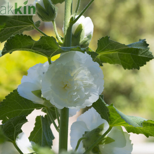 Alcea rosea Chater's White Hollyhock 9cm One Click Plants