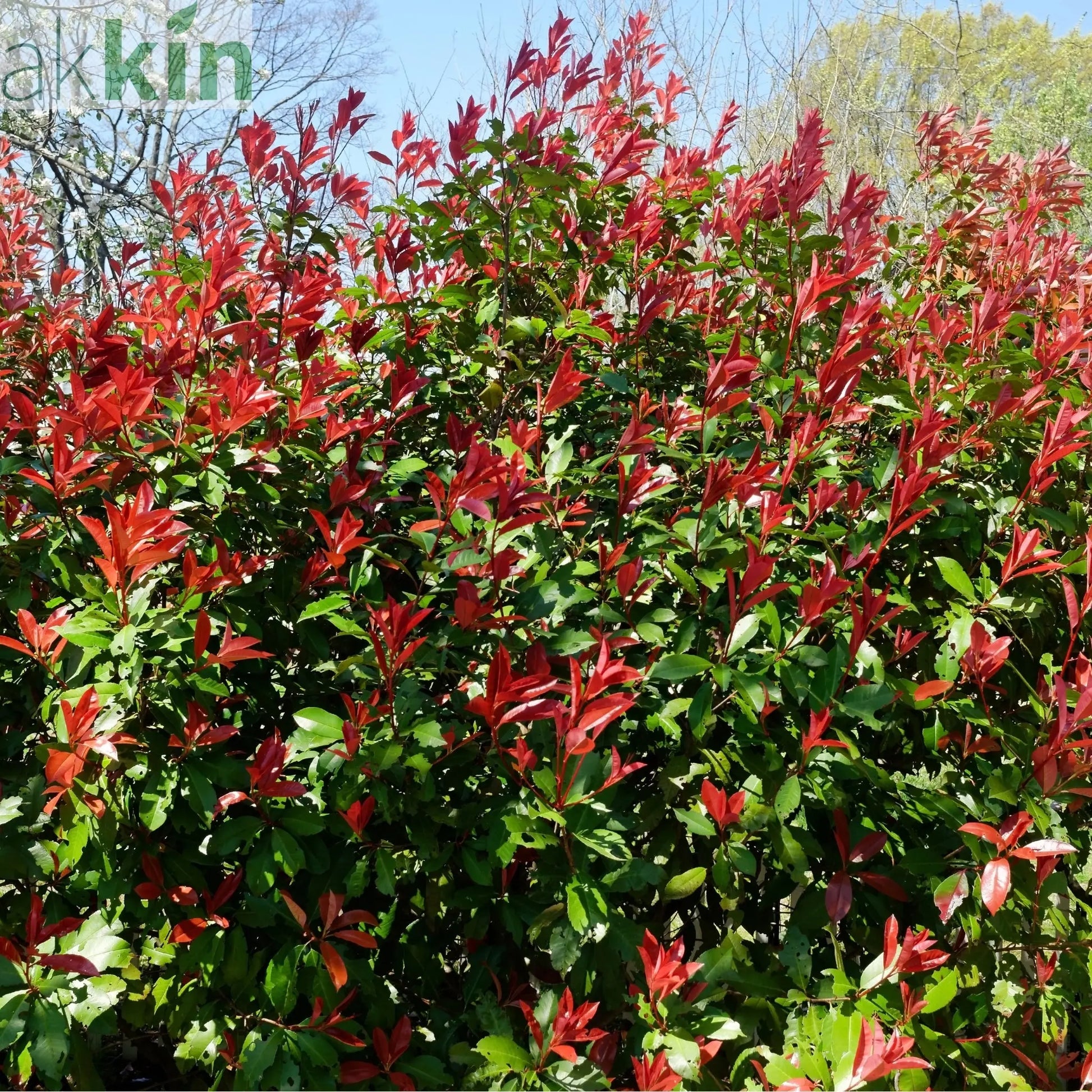 Photinia 'Carre Rouge' 9cm/2L One Click Plants