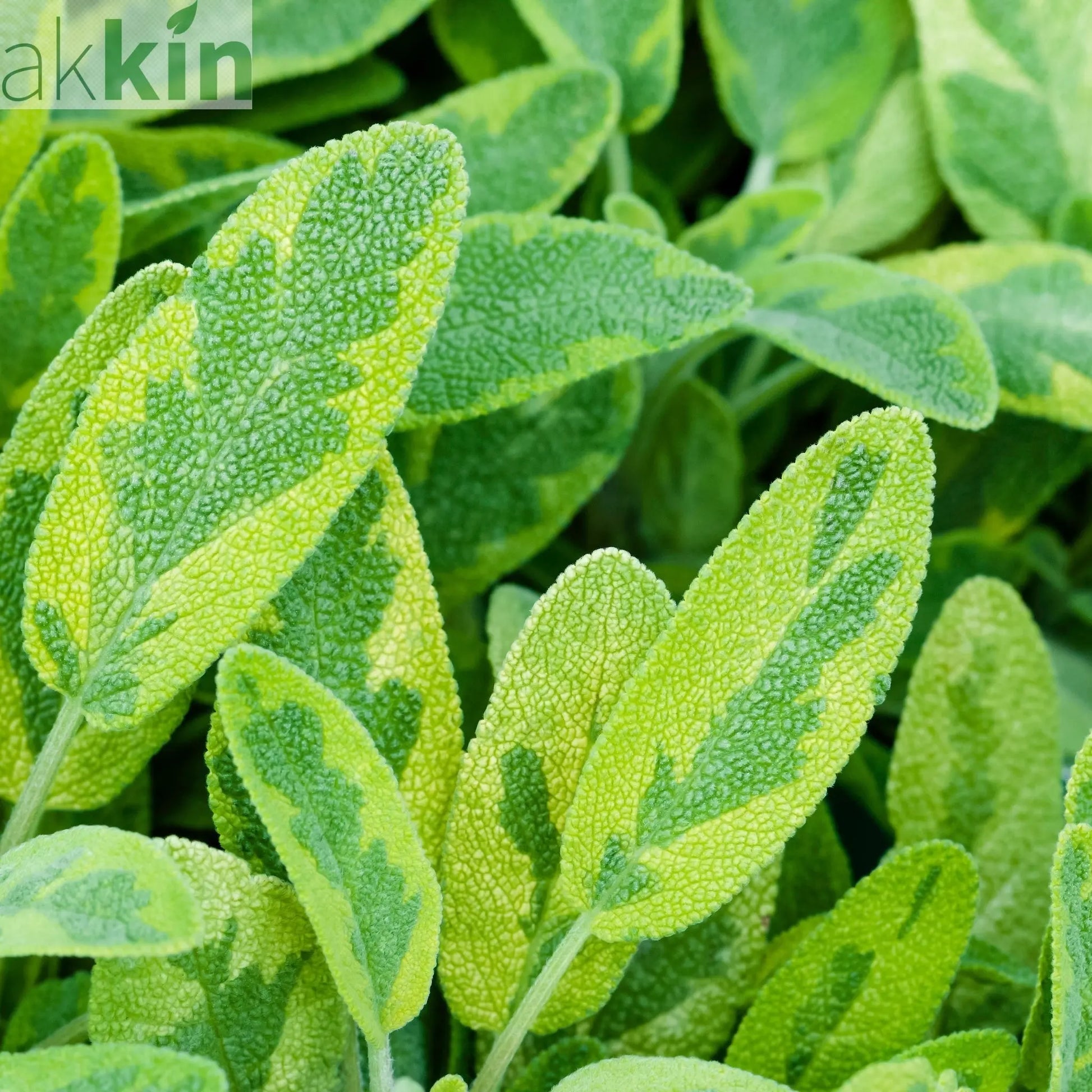 Sage Icterina - Golden Leaf Herb 16cm/1.5L pot One Click Plants
