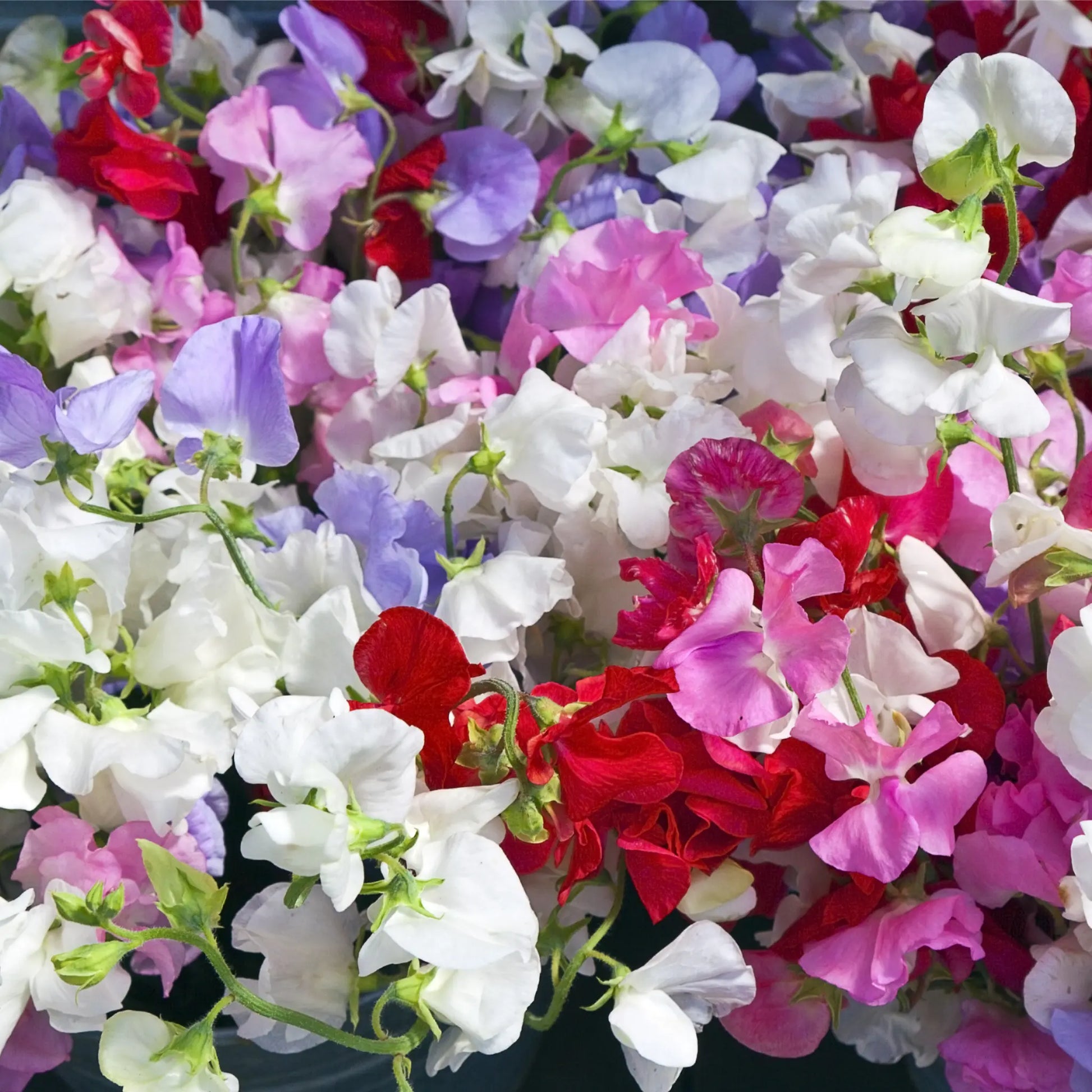 3 x 9cm Pots of Mixed Sweet Peas One Click Plants