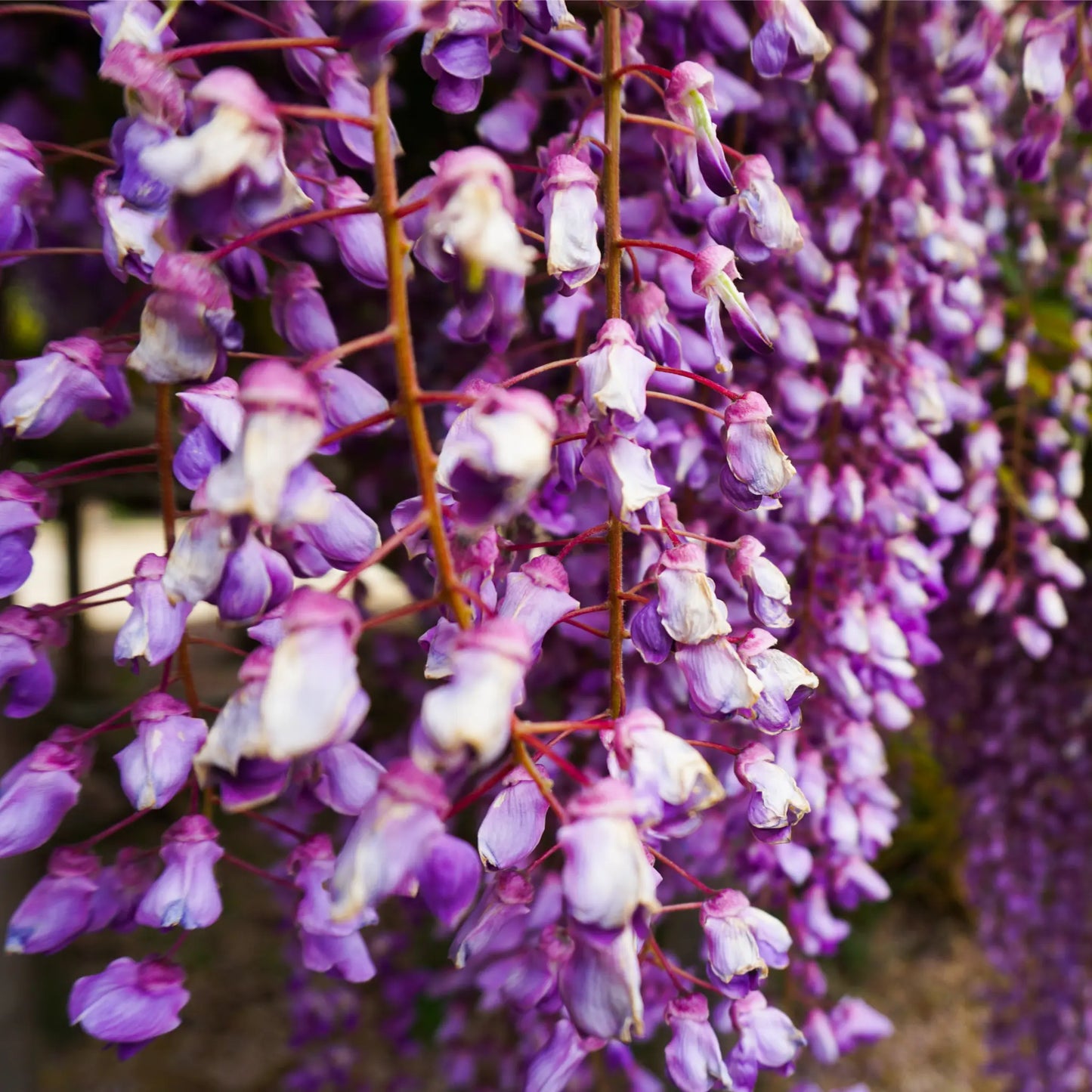 Wisteria floribunda 'Black Dragon' 70cm One Click Plants