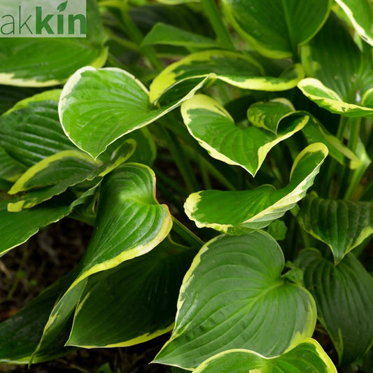 Hosta 'Aureomarginata' 2L One Click Plants