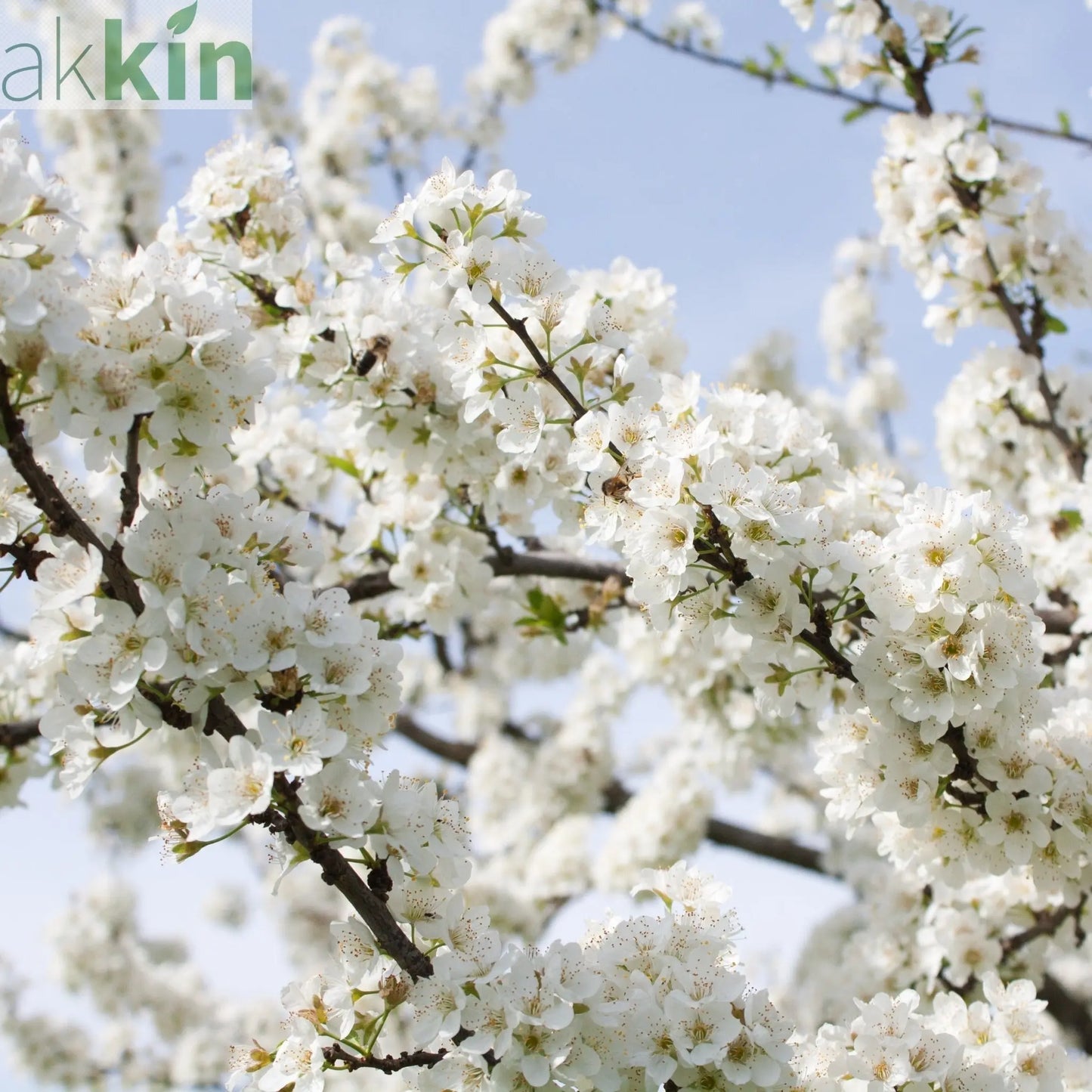 Ornamental Flowering Cherry Blossom Dwarf Tree -  Nipponica ‘Brilliant' (2 Sizes Available) One Click Plants