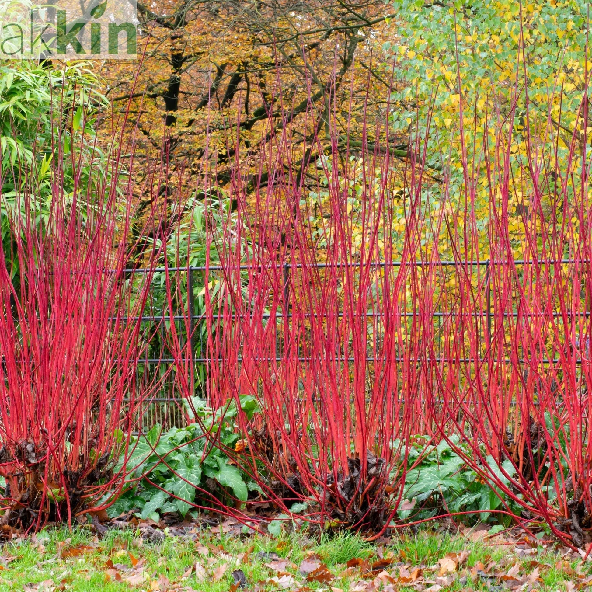 Cornus 'Sibrica' (Siberian Dogwood) 2L One Click Plants