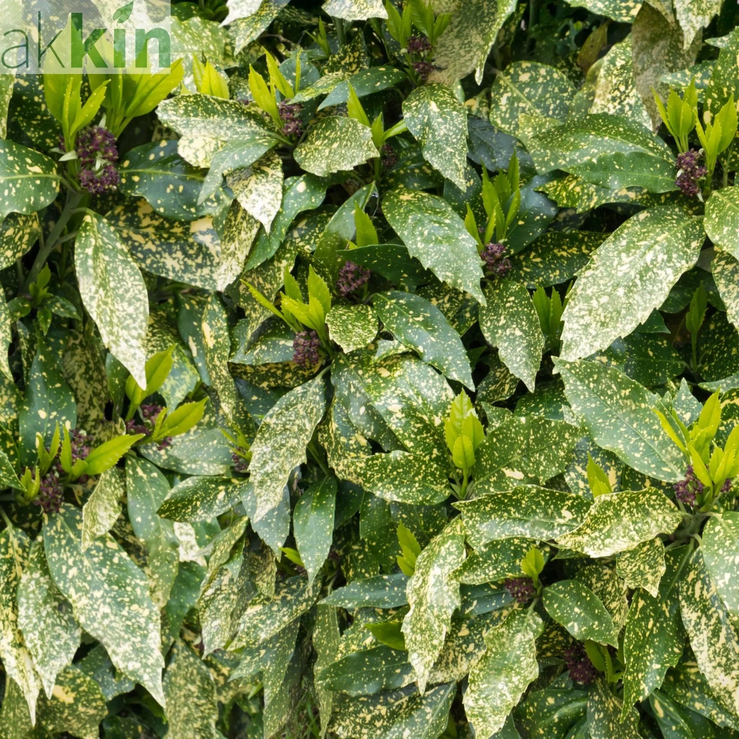 Aucuba Spotted Laurel 2L / 5L One Click Plants