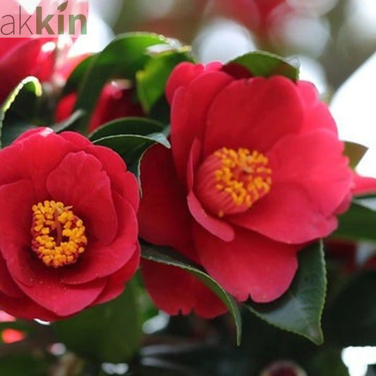 Camellia japonica 'Dr Burnside' 40-50cm One Click Plants