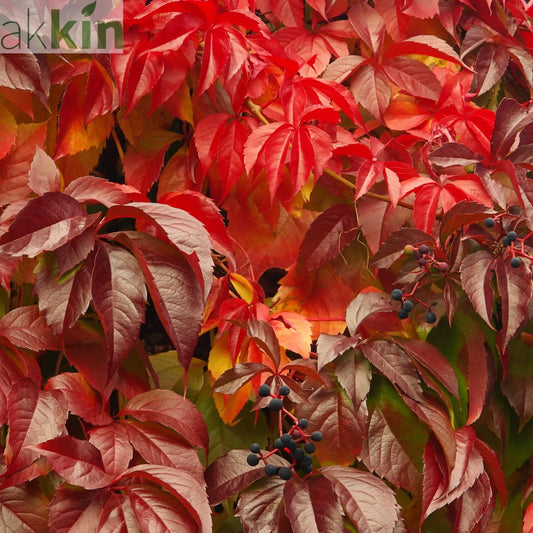 Parthenocissus quinquefolia 'Virginia Creeper' 2L One Click Plants