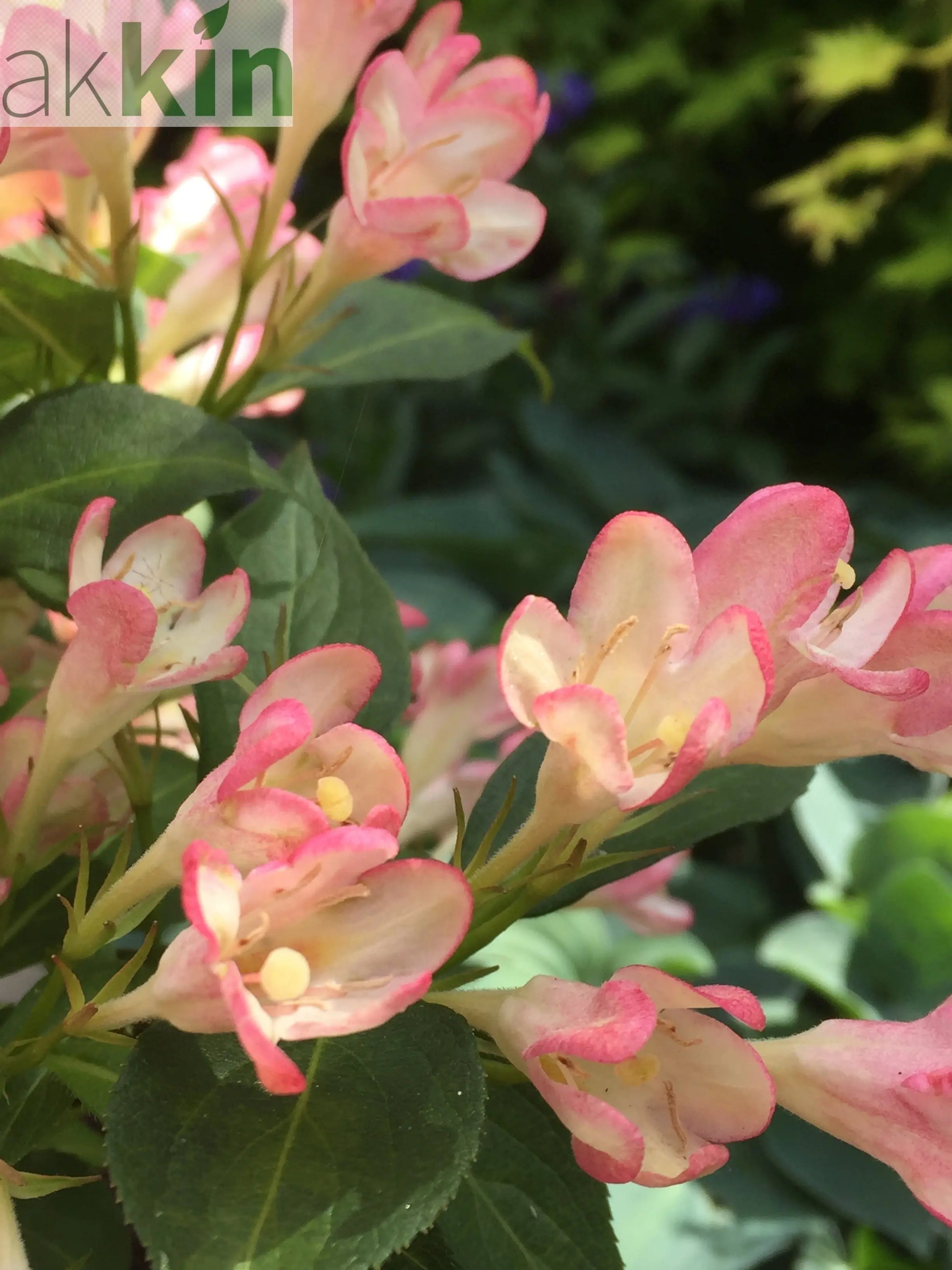 Weigela 'All Summer Peach' 9cm One Click Plants