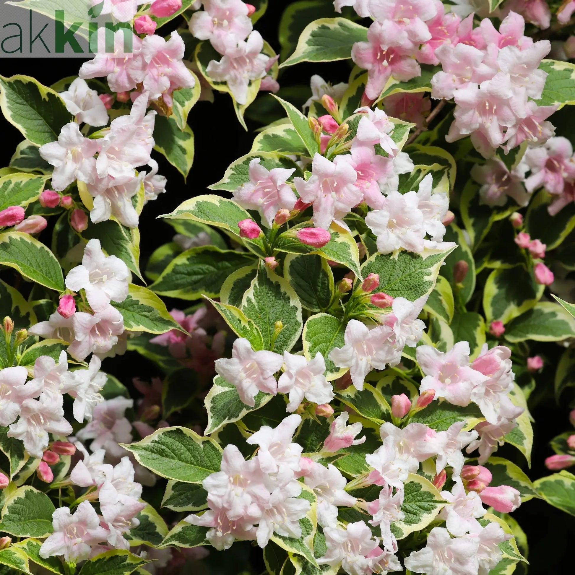 Weigela 'Nana Variegata' 2L One Click Plants