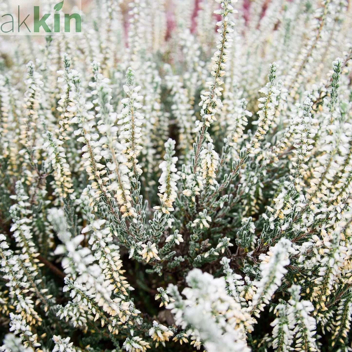 Calluna Heather White (9cm Pot) One Click Plants