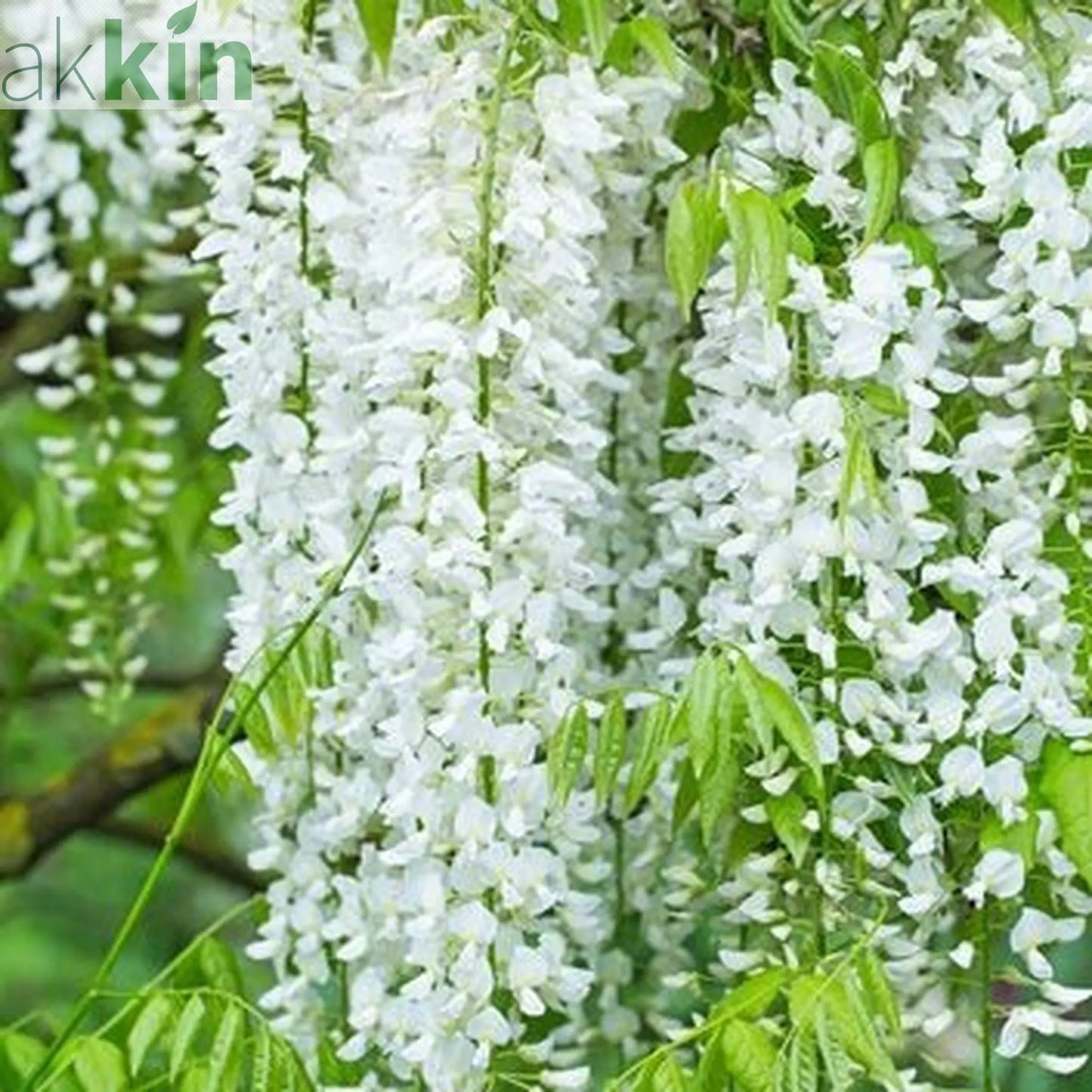 Wisteria sinensis 'Alba' (White) 60cm One Click Plants