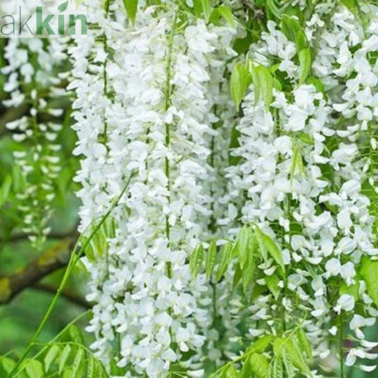 Wisteria sinensis 'Alba' (White) 60cm One Click Plants