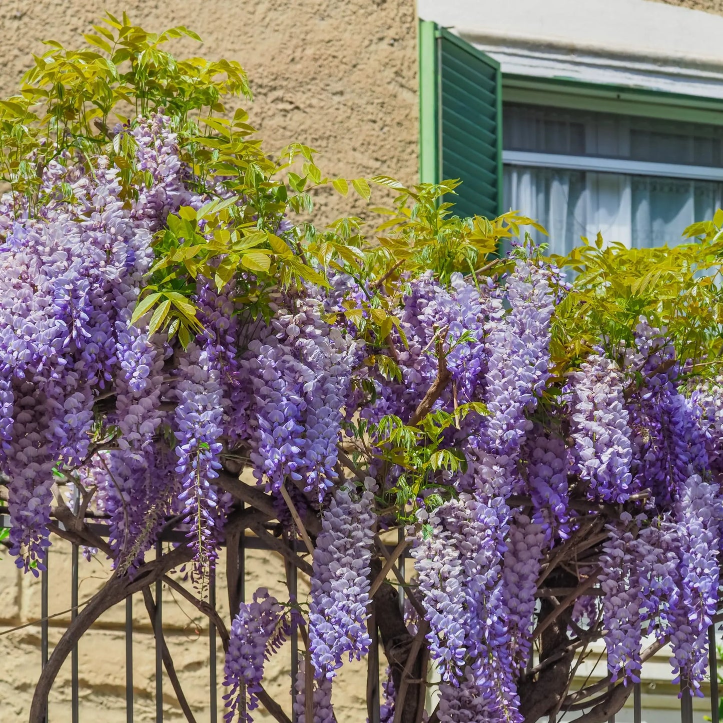Wisteria Brachybotrys ikon yama fuji - 6.5L One Click Plants