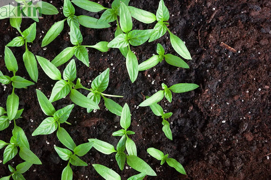 Choosing-The-Right-Garden-Compost AK Kin Garden Supplies