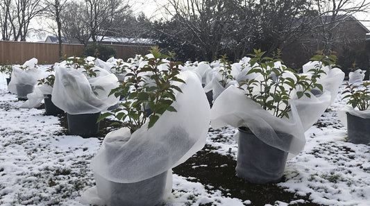 How-to-Protect-Your-Plants-with-Fleece-in-Winter-Complete-Guide-for-Gardeners House, Home & Garden