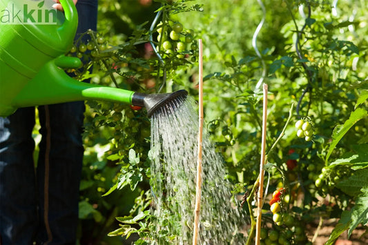 Help-Your-Veg-Plot-Thrive-Our-Vegetable-Planting-Guide-by-Month AK Kin Garden Supplies