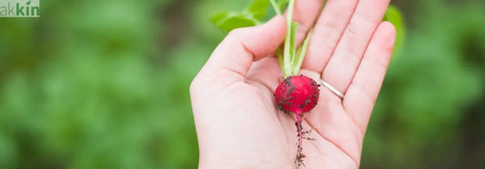 The-Top-10-Tips-for-Successful-Vegetable-Gardening AK Kin Garden Supplies