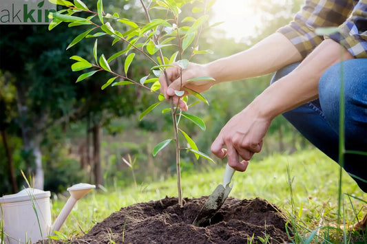 When-to-Plant-Trees-The-UK-Guide AK Kin Garden Supplies