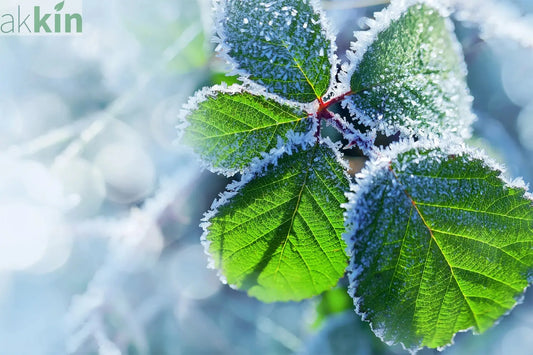 Tips-on-Choosing-Seasonal-Winter-Flowering-Plants AK Kin Garden Supplies