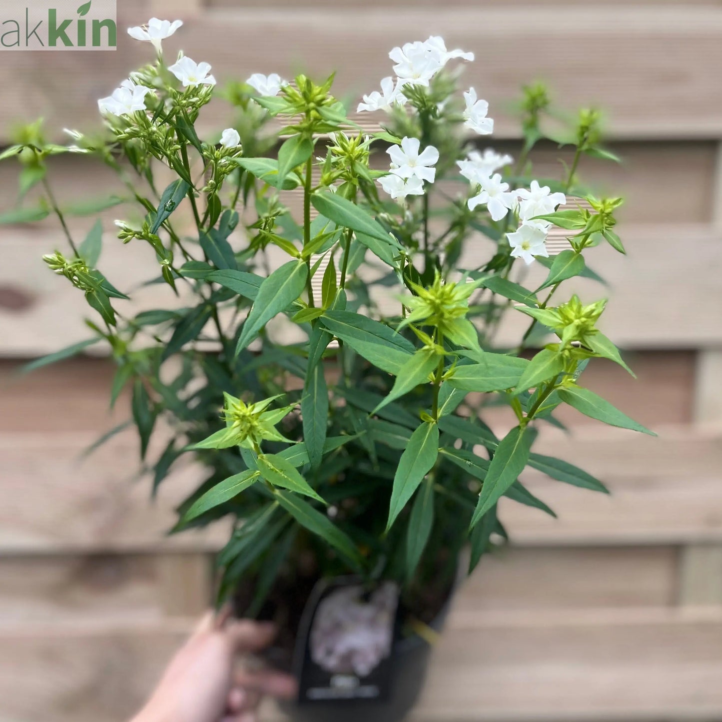 Phlox paniculata Early White 2L One Click Plants