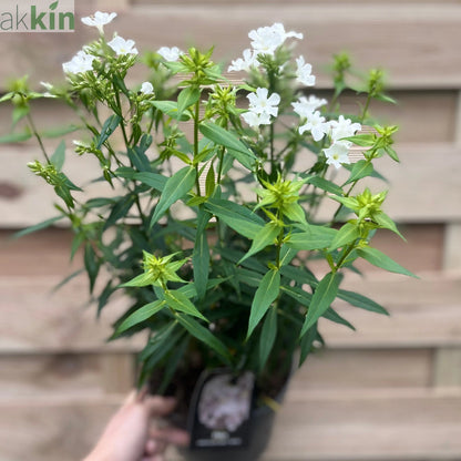 Phlox paniculata Early White 2L One Click Plants