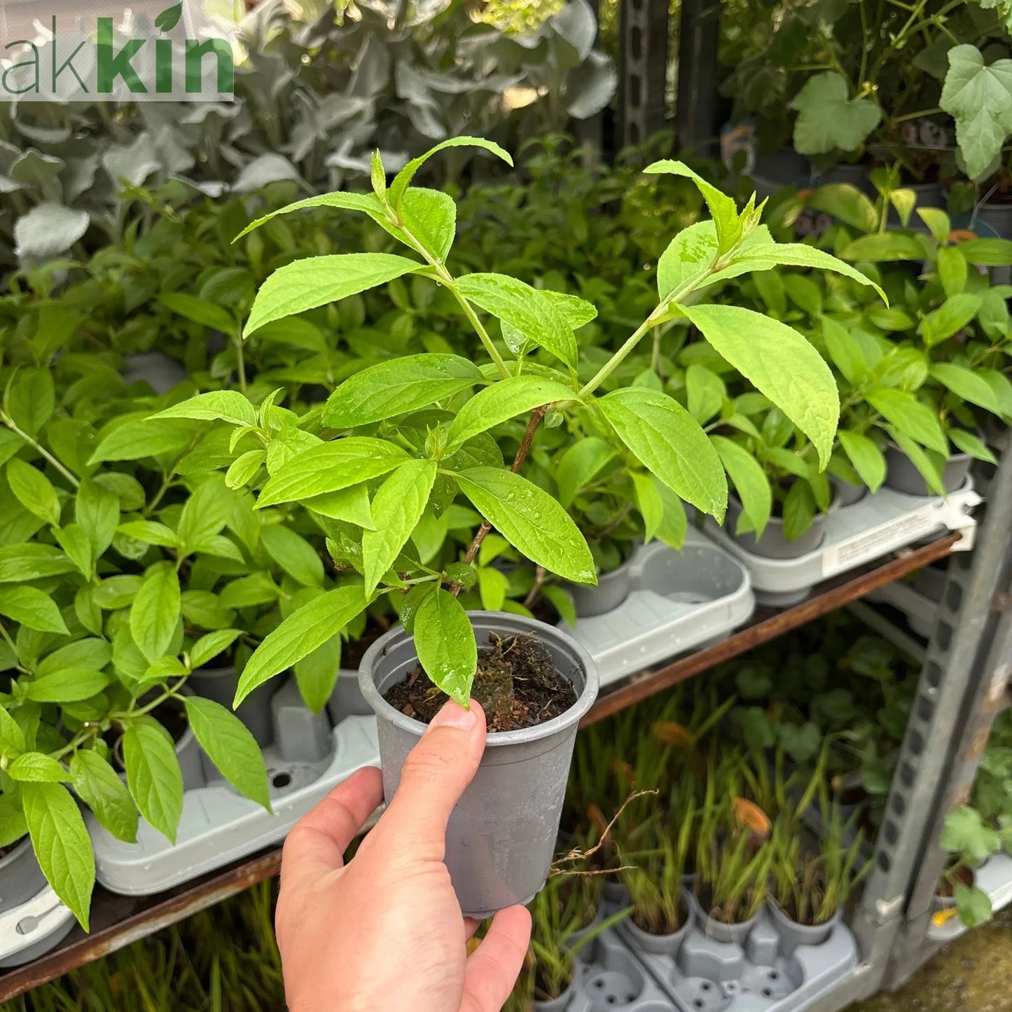 Hydrangea paniculata 'Bonfire' 9cm One Click Plants