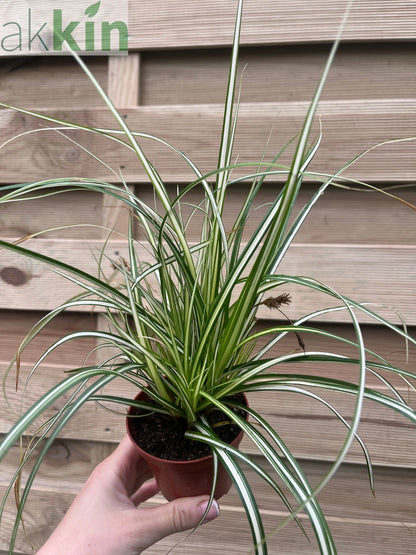 Carex oshimensis 'Evergold' Grass 8cm / 1L / 2L / 3L One Click Plants
