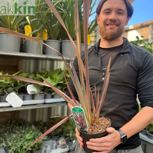 Phormium 'Sundowner' 2L (40-50cm including the pot) One Click Plants