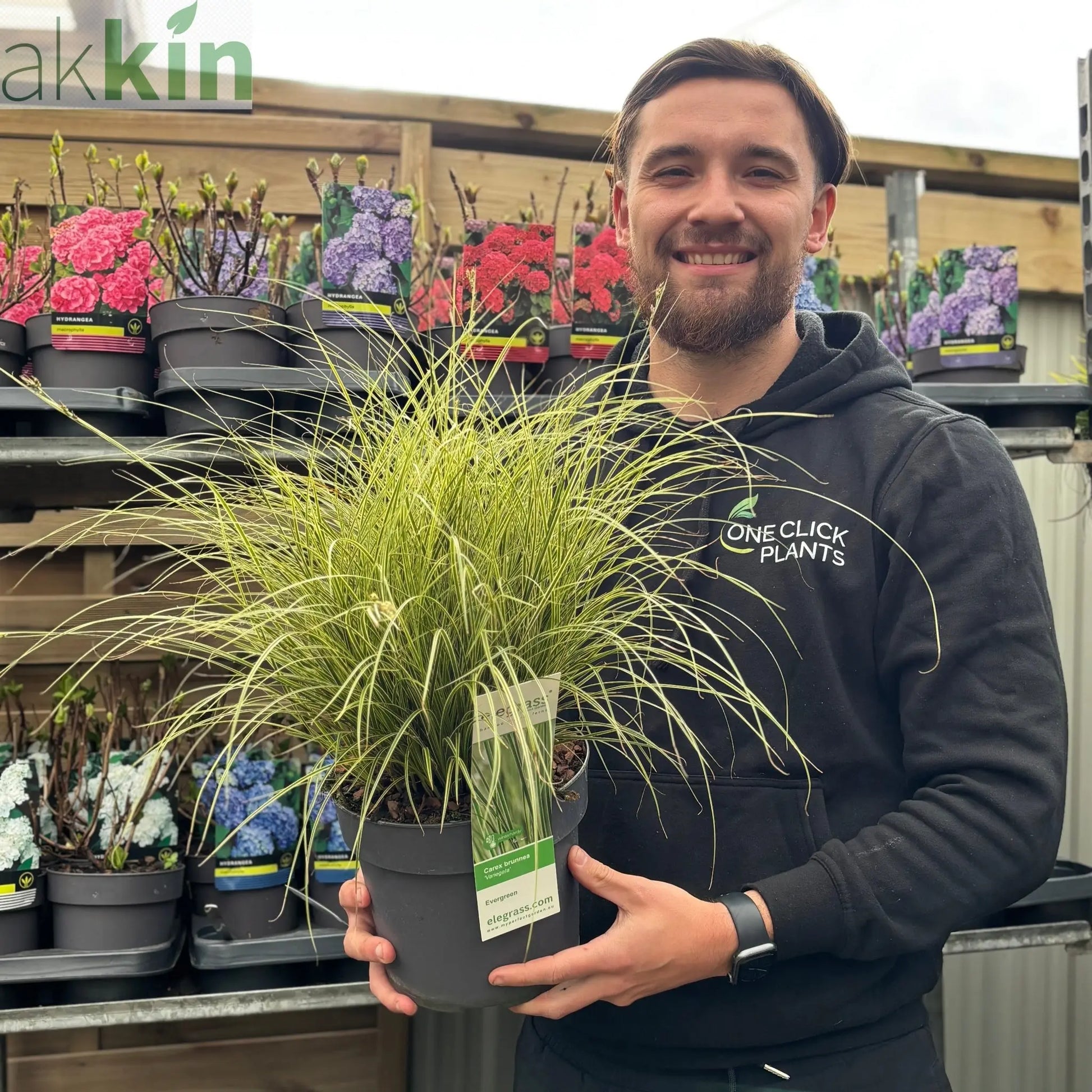 Carex brunnea 'Variegata' 3L One Click Plants