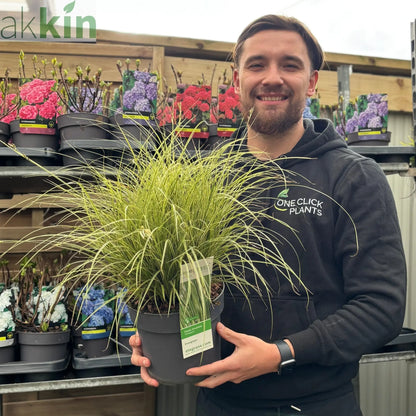 Carex brunnea 'Variegata' 3L One Click Plants