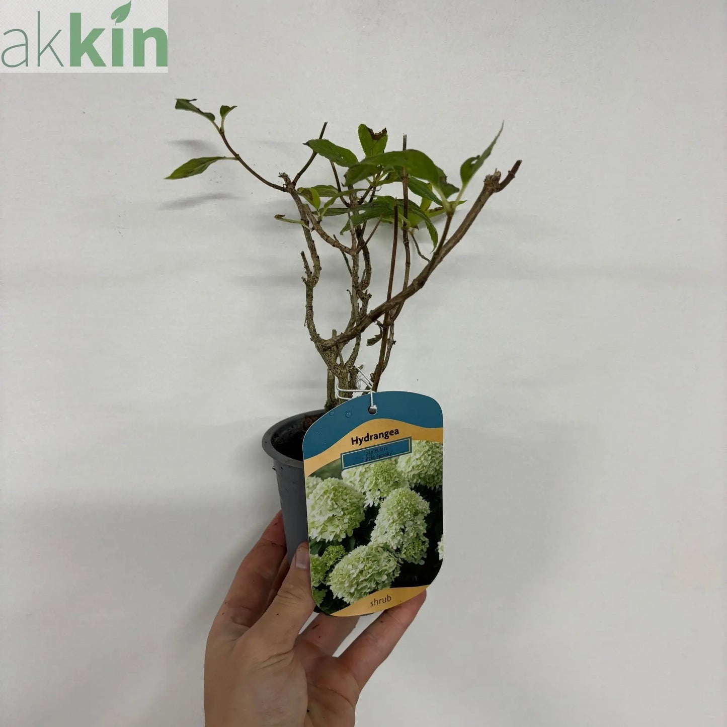 Hydrangea paniculata 'Little Spooky' 9cm / 5L One Click Plants