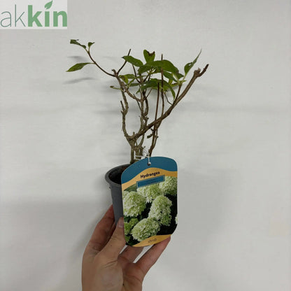 Hydrangea paniculata 'Little Spooky' 9cm / 5L One Click Plants