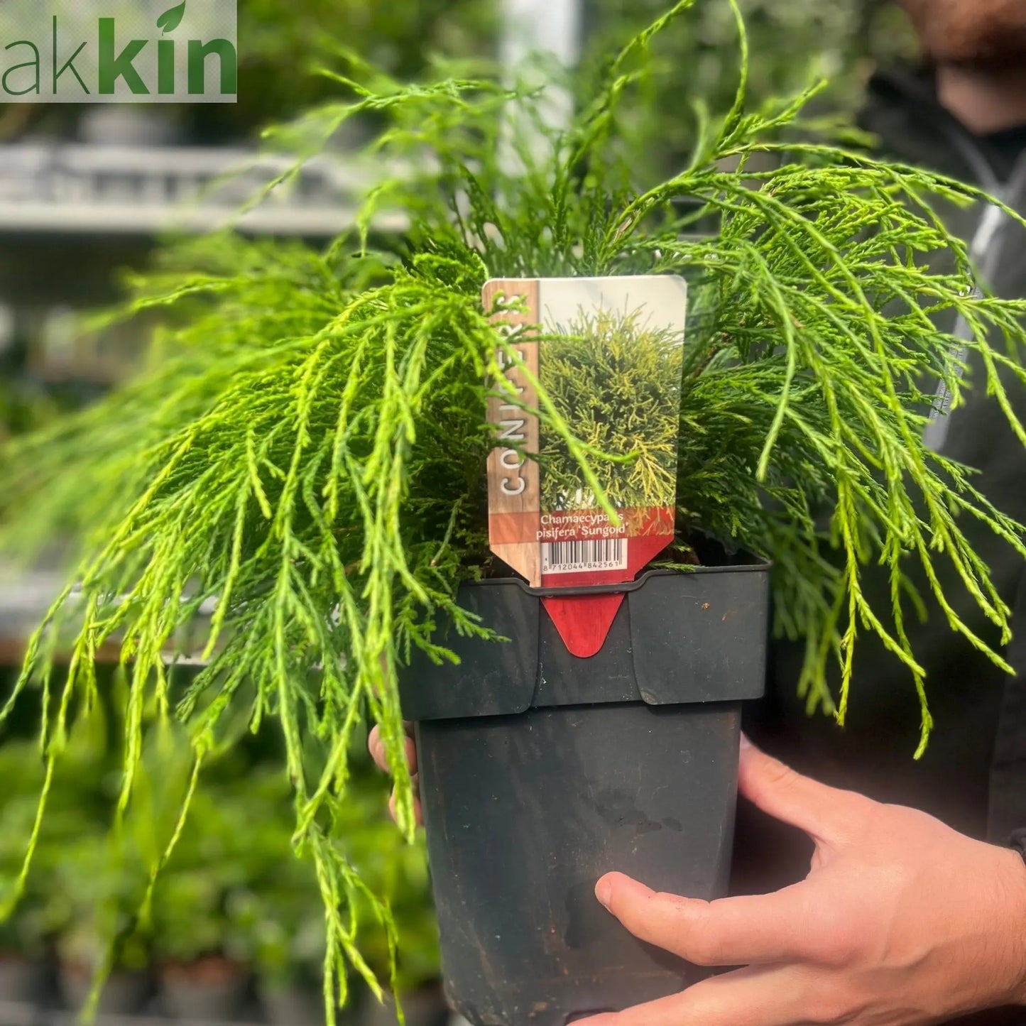 Chamaecyparis pisifera 'Sungold' 2L One Click Plants