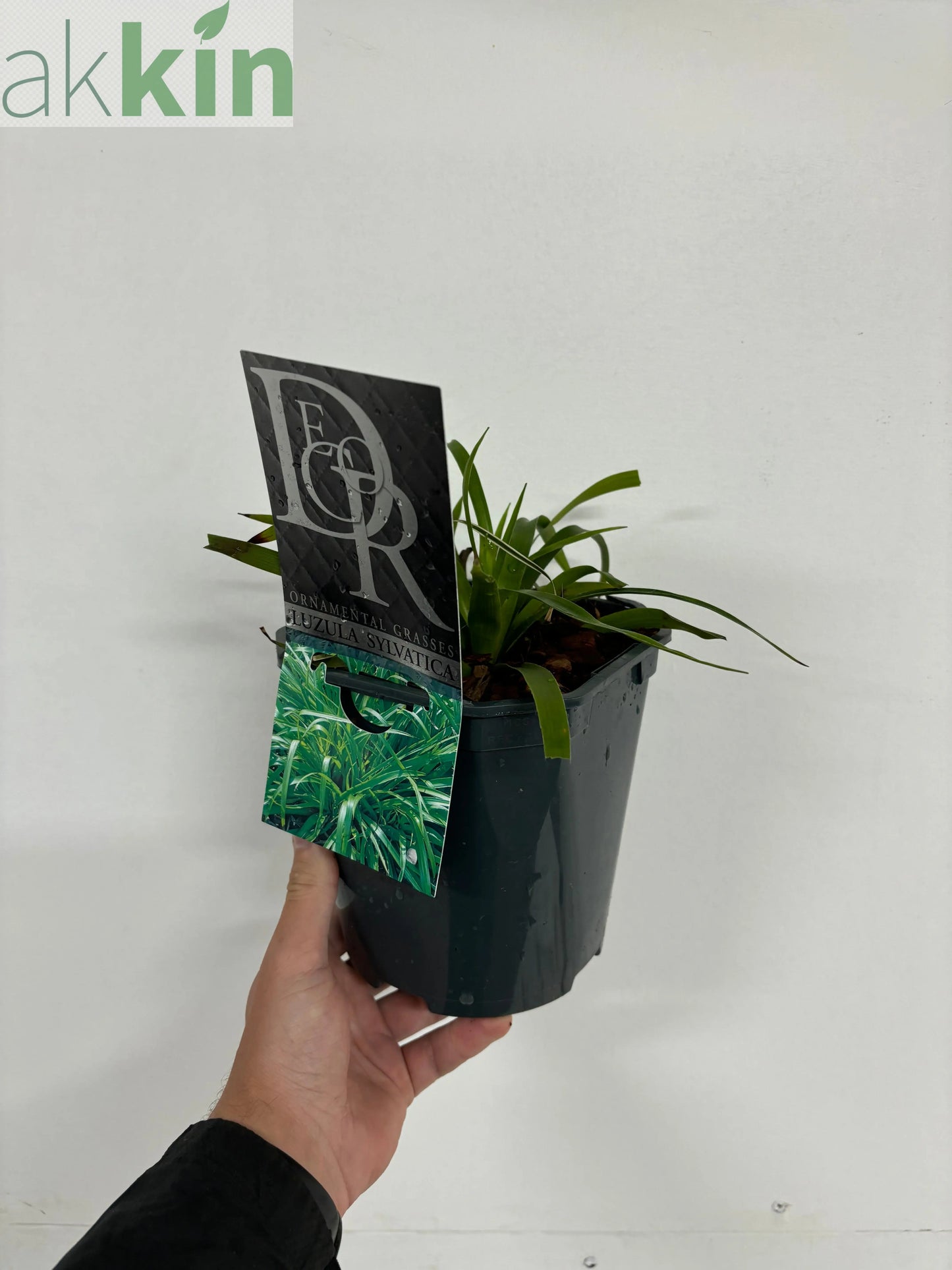 Luzula Sylvatica 2L One Click Plants