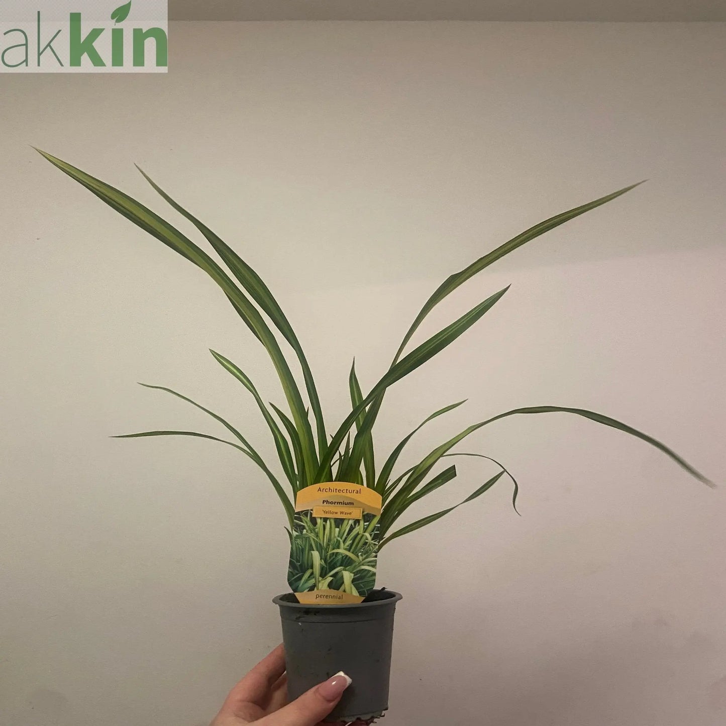 Phormium 'Yellow Wave' 9cm / 5L One Click Plants