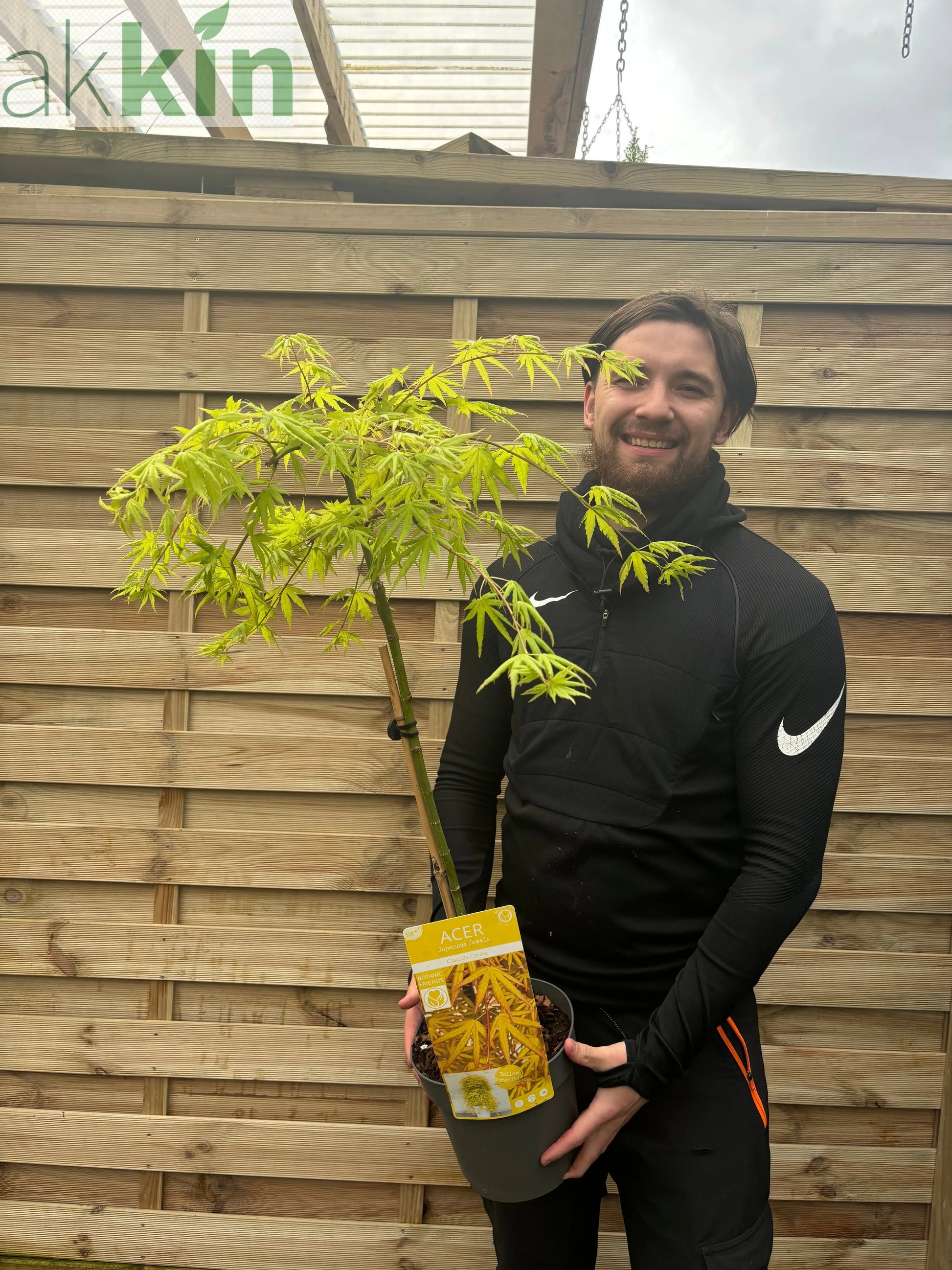 Acer palmatum 'Cascade Citrine' Standard (100cm) One Click Plants