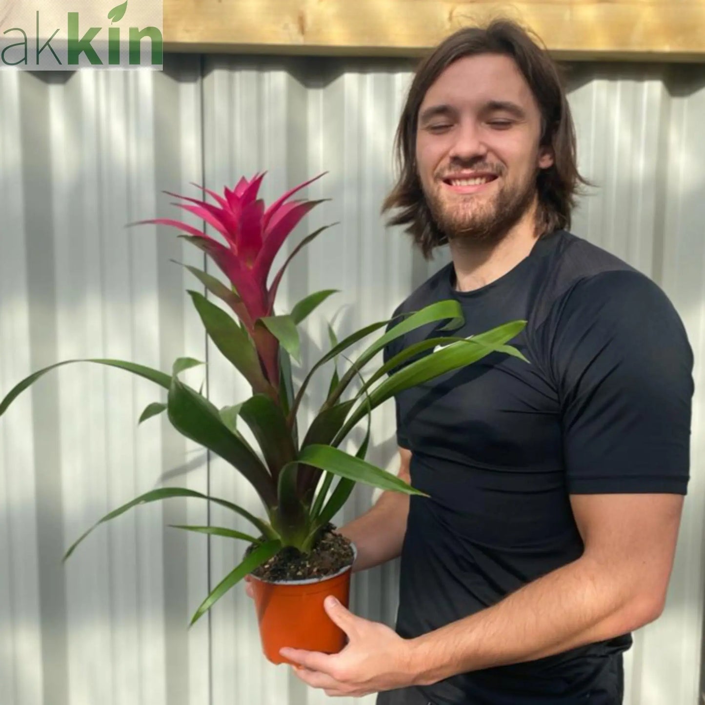 Guzmania amaretto - Pink One Click Plants