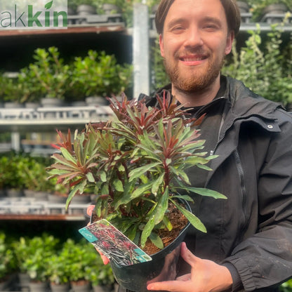 Euphorbia 'Miners Merlot' 9cm/2L One Click Plants